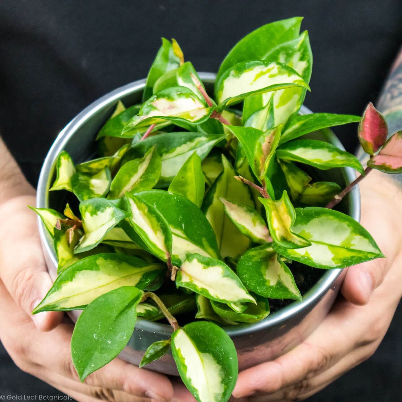 Hoya Exotica