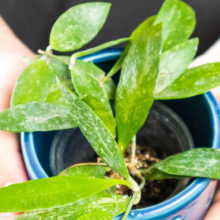 Buy Tropical House Plants Online in Canada Best Plant Store Gold