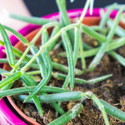 Hoya Linearis