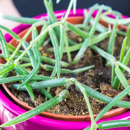 Hoya Linearis