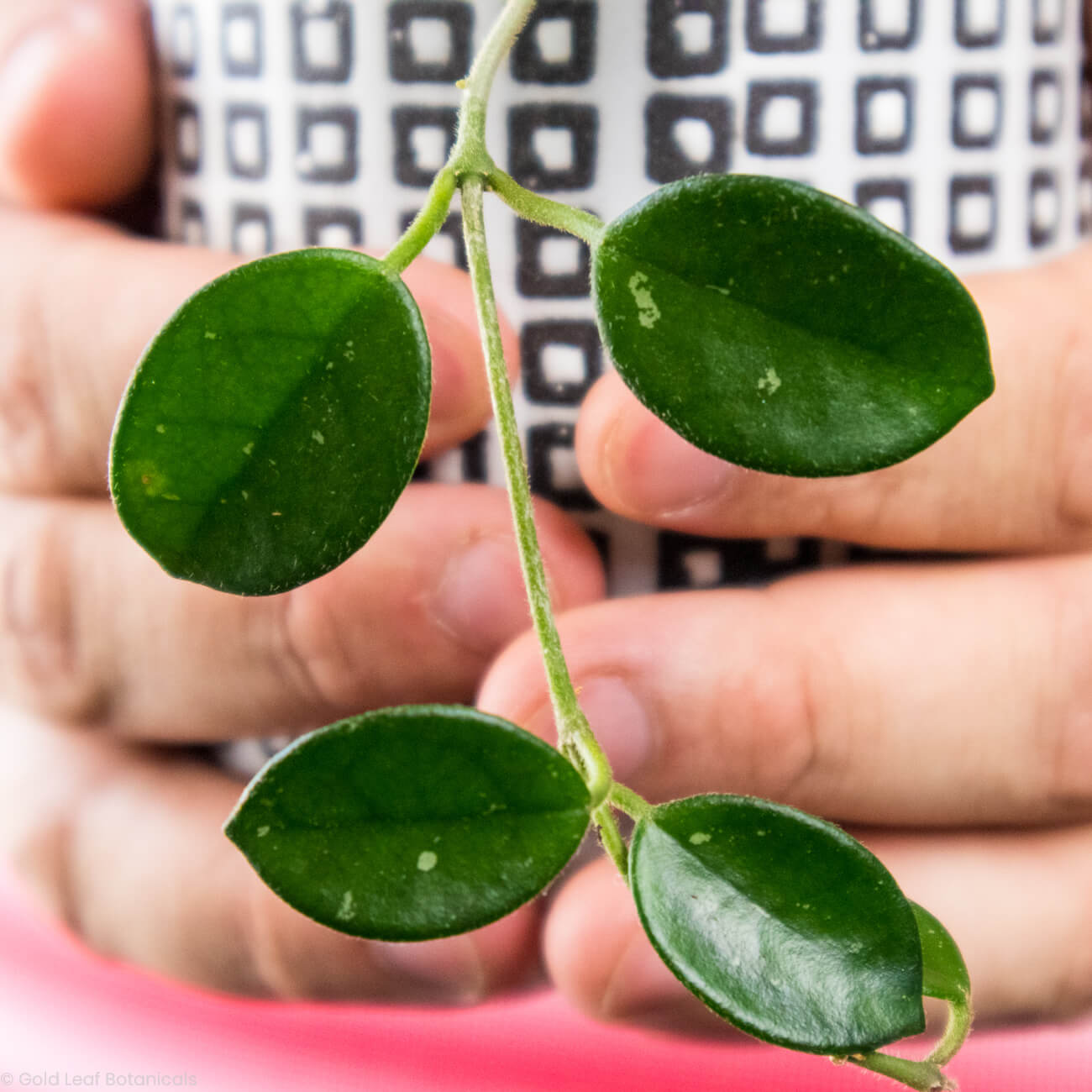 Hoya Plants for Sale | Rare and Exotic Varieties | Gold Leaf Botanicals