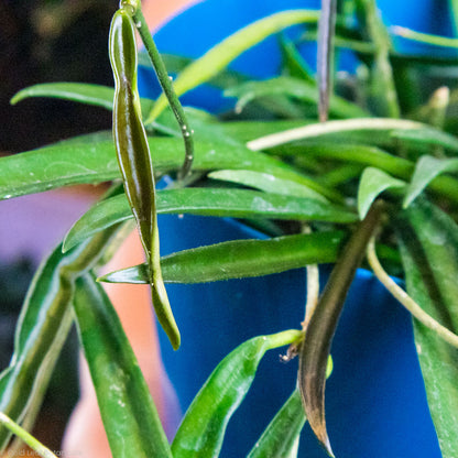 Hoya Shepherdii Care