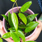 Hoya Acuta