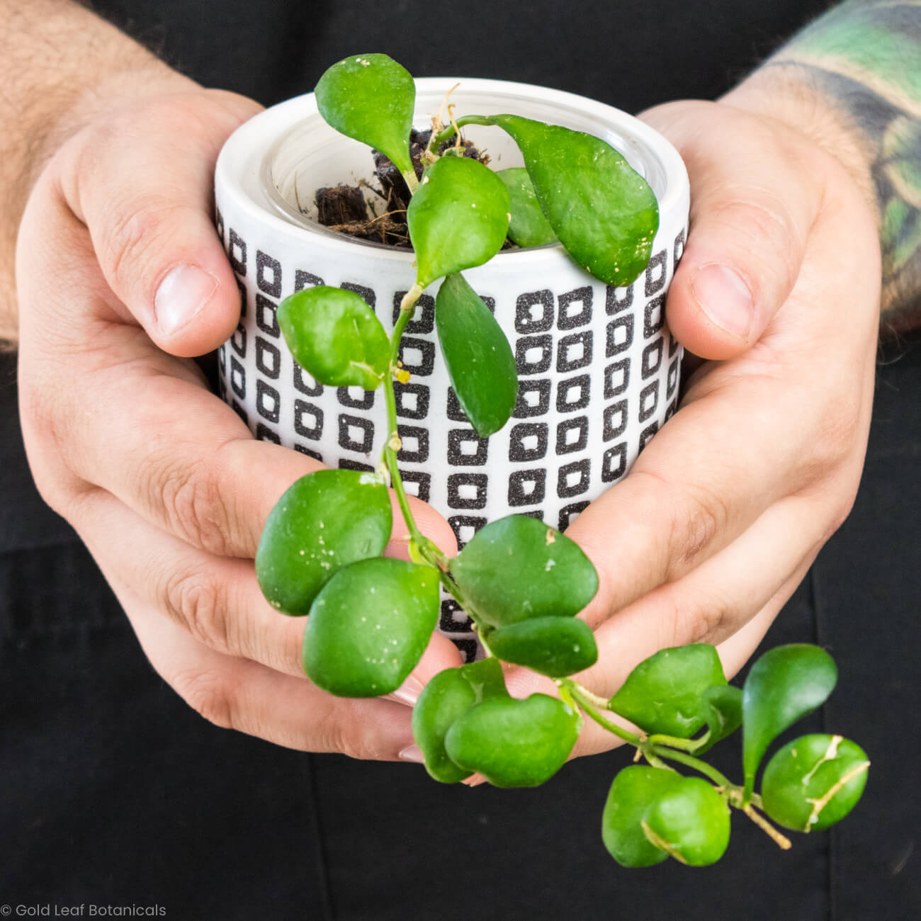 Hoya Heuschkeliana