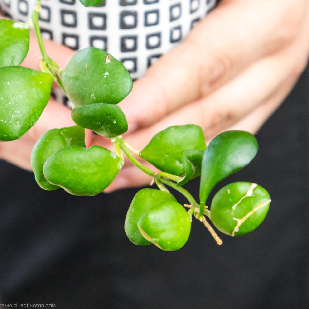 Hoya Heuschkeliana Care