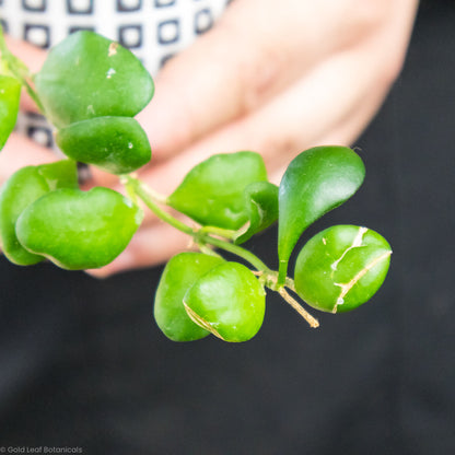 Hoya Heuschkeliana Water