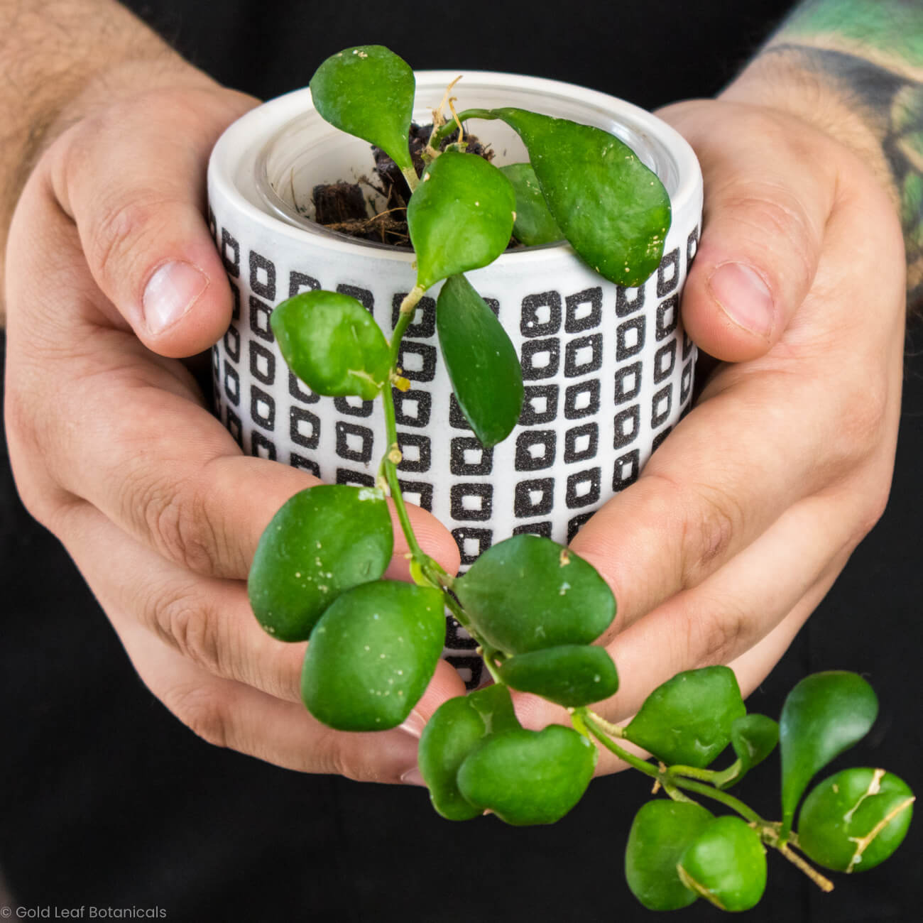 Hoya Heuschkeliana