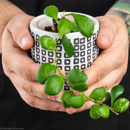 Hoya Heuschkeliana Care