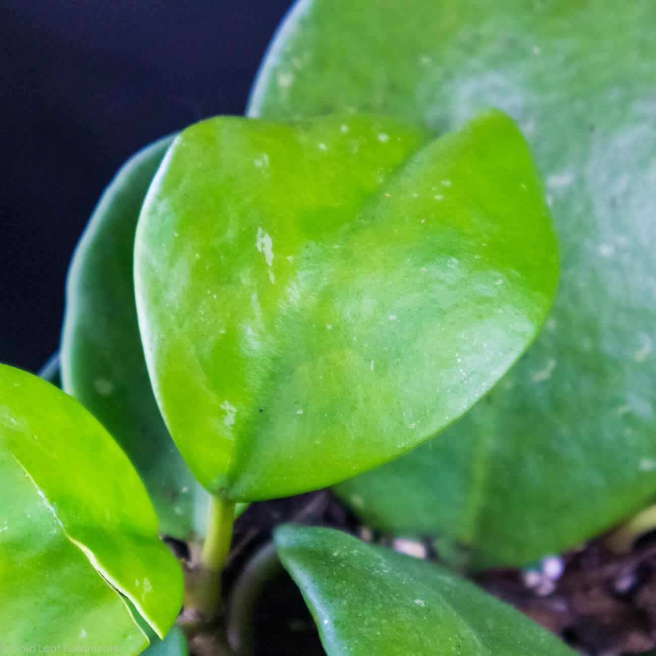 Hoya Obavata