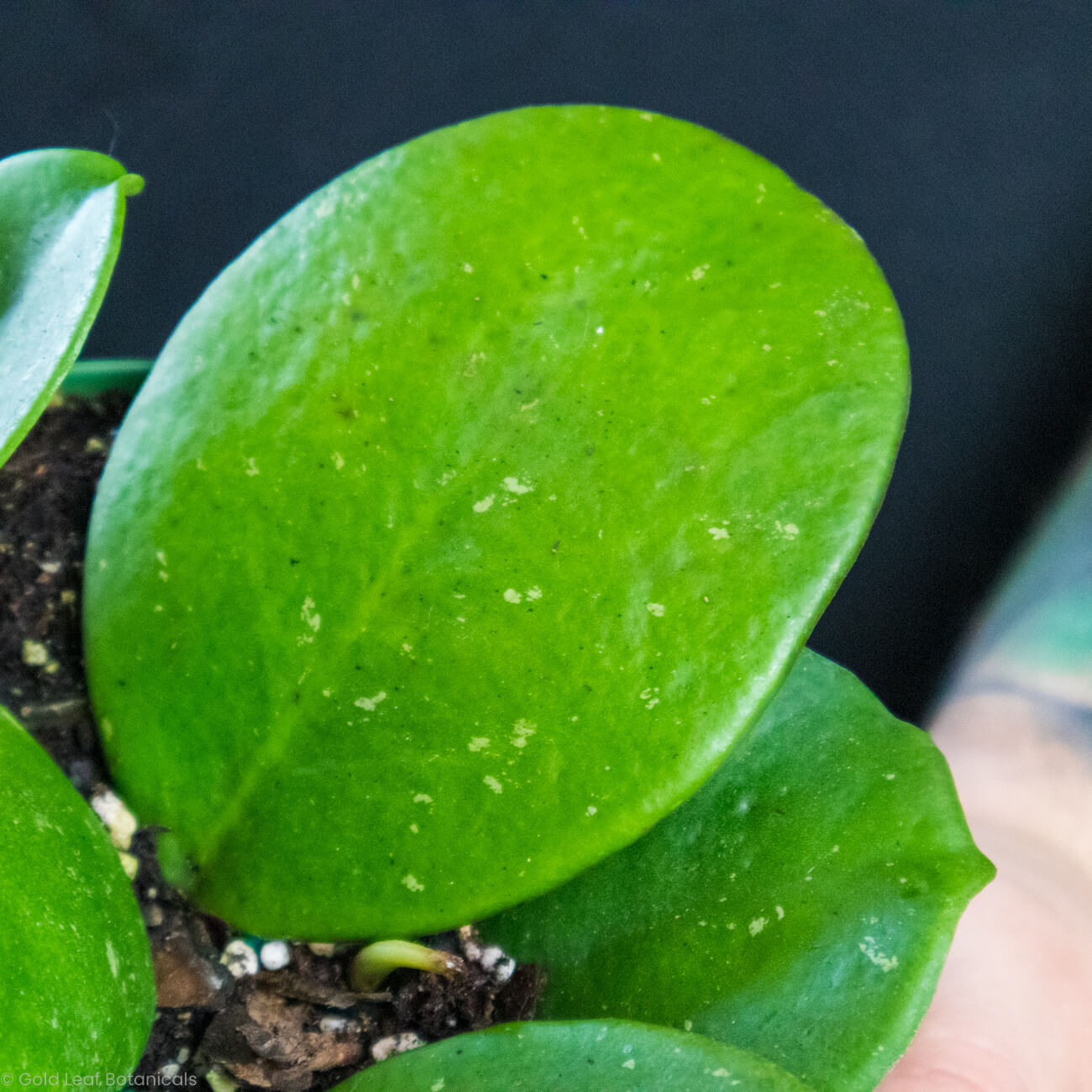 Hoya Obavata