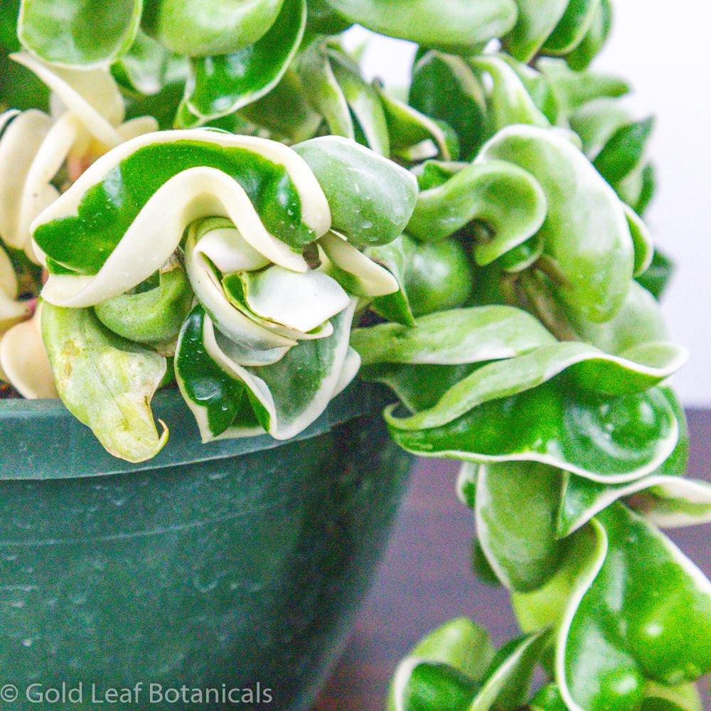 Hoya Compacta Variegated For Sale Near me