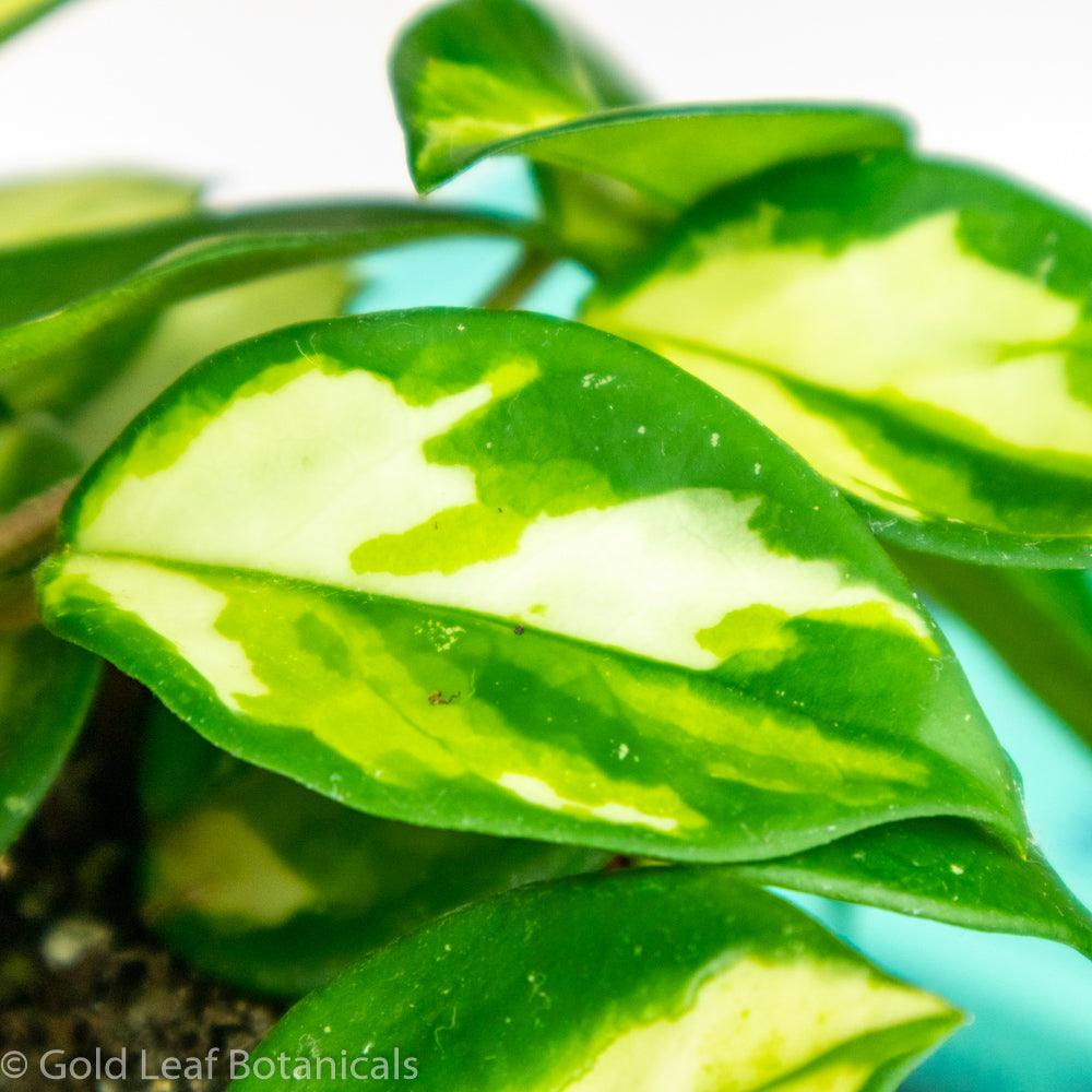 Hoya Krimson Princess - Gold Leaf Botanicals