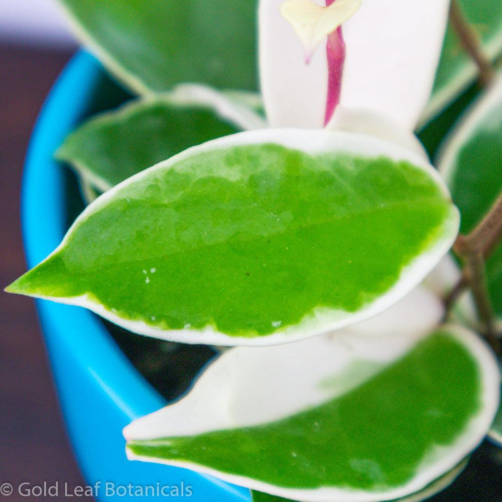 Hoya Carnosa Krimson Queen Soil