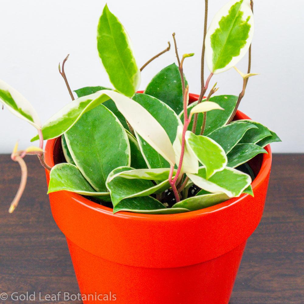 Hoya Carnosa Krimson Queen Propagation