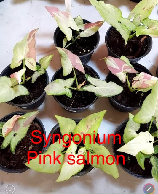 Syngonium Salmon