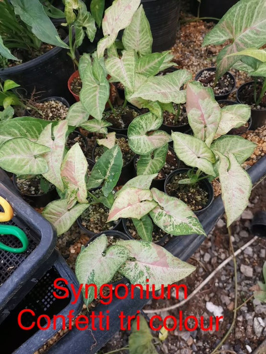 Syngonium Confetti Tricolour Large