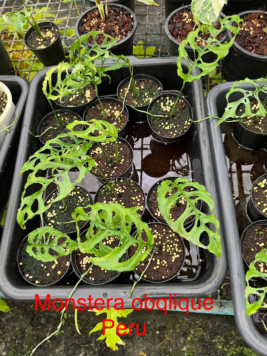 Monstera Oblique Peru 1 Leaf