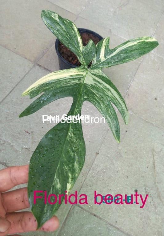Philodendron Florida Beauty