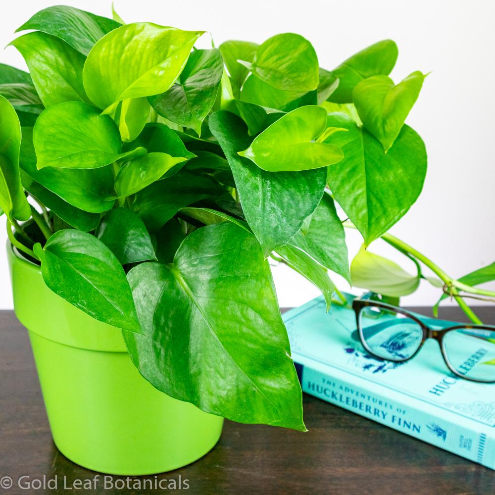 Jade Pothos Care