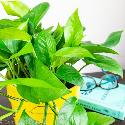 Buy Jade Pothos