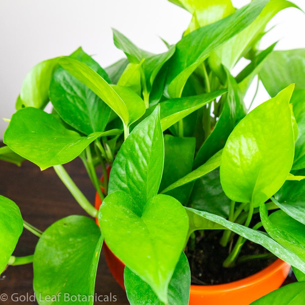 Jade Pothos Water and Sun