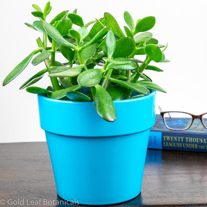 Jade Plant - Gold Leaf Botanicals