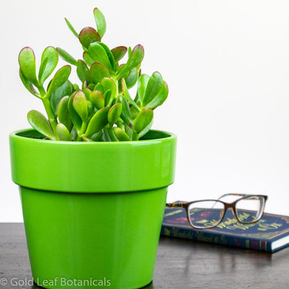 Jade Plant Red Tip - Gold Leaf Botanicals