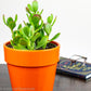 Jade Plant Red Tip - Gold Leaf Botanicals