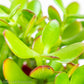Jade Plant Red Tip - Gold Leaf Botanicals
