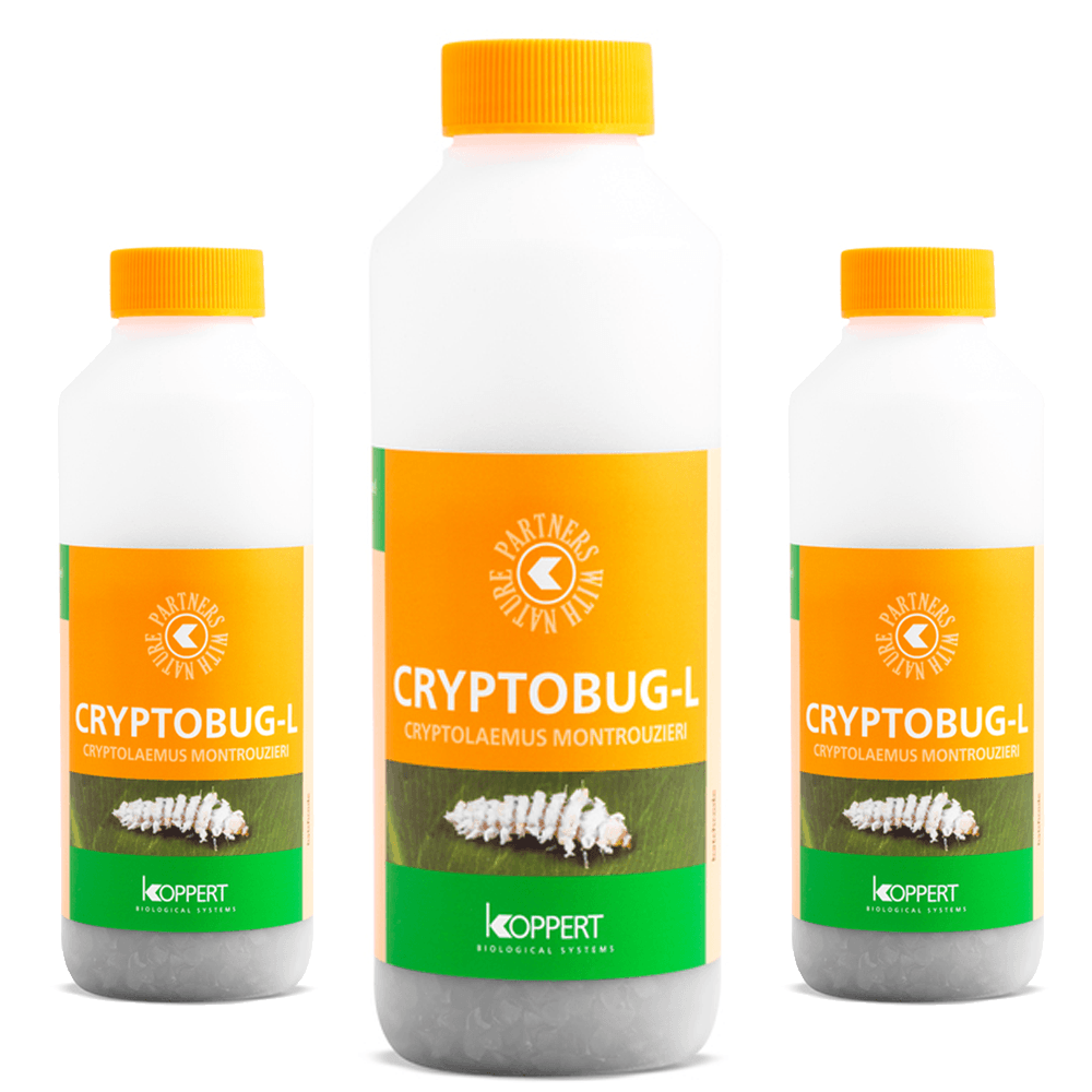 Koppert's Mealybug Solutions: Cryptobug Larvae