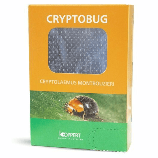 Koppert's Mealybug Solutions: Cryptobug
