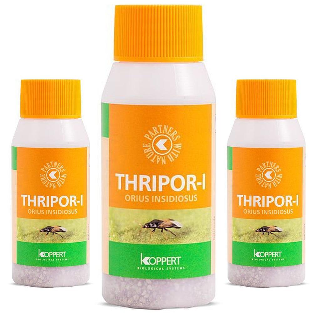 Koppert's Thrips Solutions: Thripor - Gold Leaf Botanicals