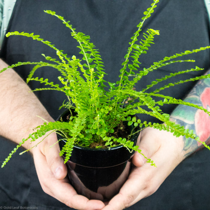 Lemon Button Fern in a black plant pot