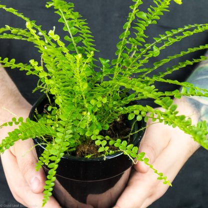 Lemon Button Fern care guide