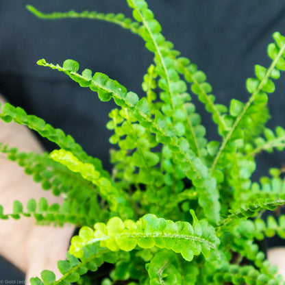 Lemon Button Fern foliage close up