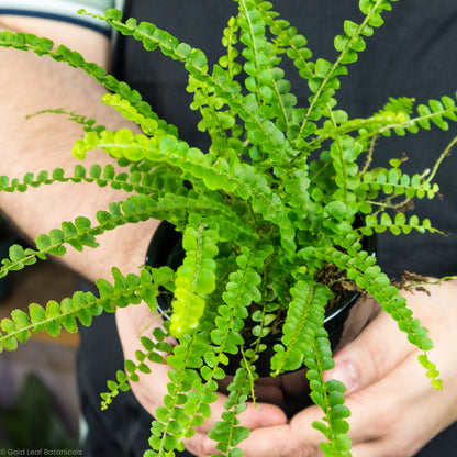 how much water for Lemon Button Fern