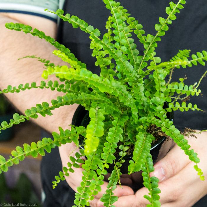 Lemon Button Fern Green foliage