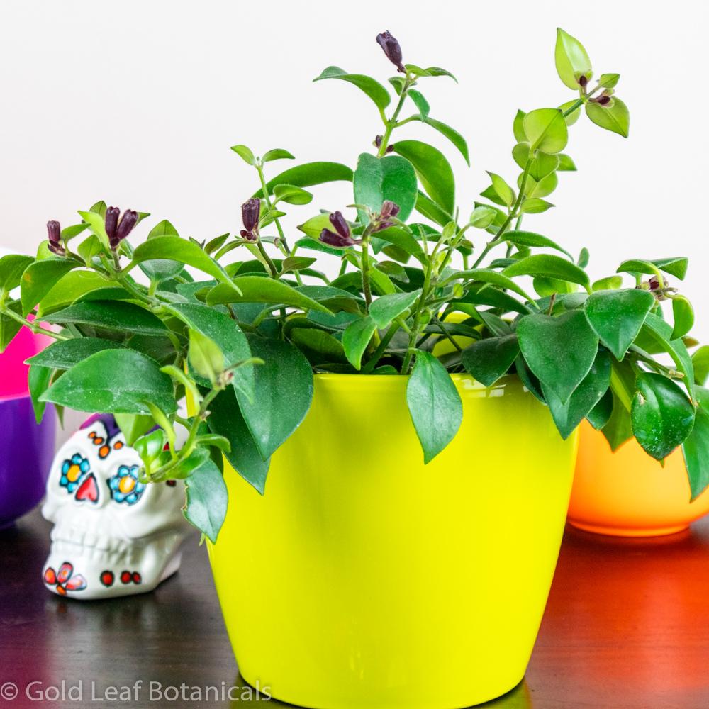 Lipstick Plant - Gold Leaf Botanicals