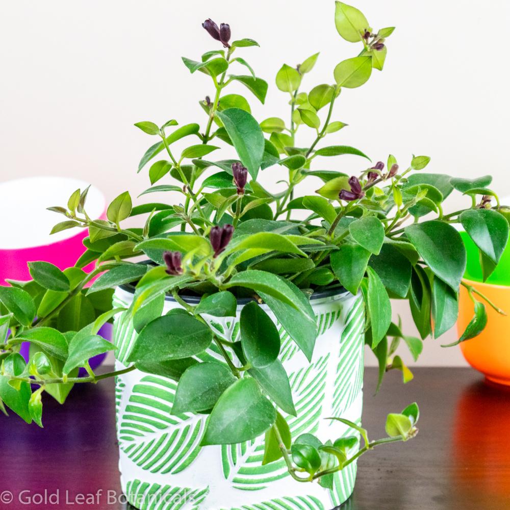 Lipstick Plant (Aeschynanthus Lipstick Vine) Care Sun & Water