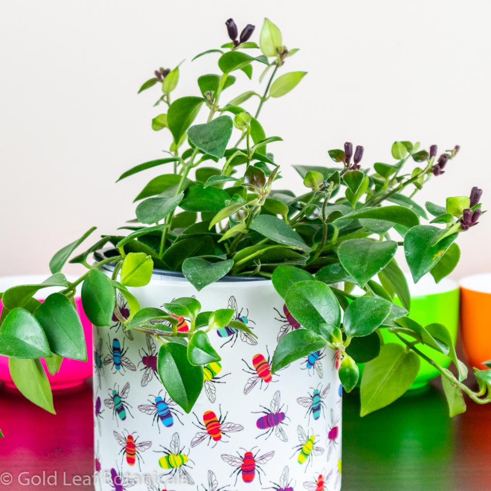 Lipstick Plant - Gold Leaf Botanicals