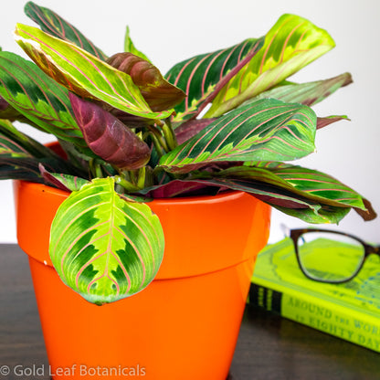 Calathea Maranta Prayer Plant For Sale