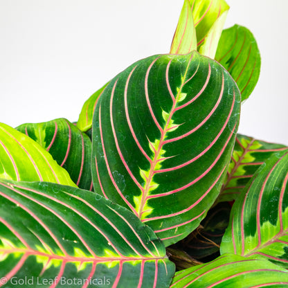 golden prayer plant Calathea Maranta Prayer Care