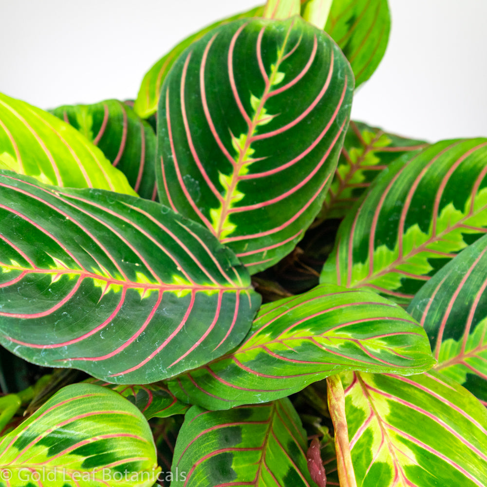 Calathea Maranta Prayer Plant Ontario Canada