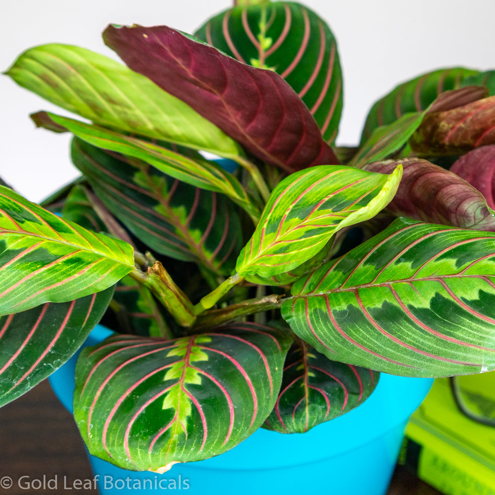 Calathea Maranta Prayer Plant Care