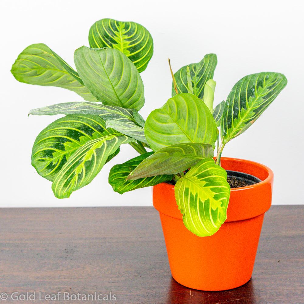 Calathea Maranta Lemon Lime For Sale