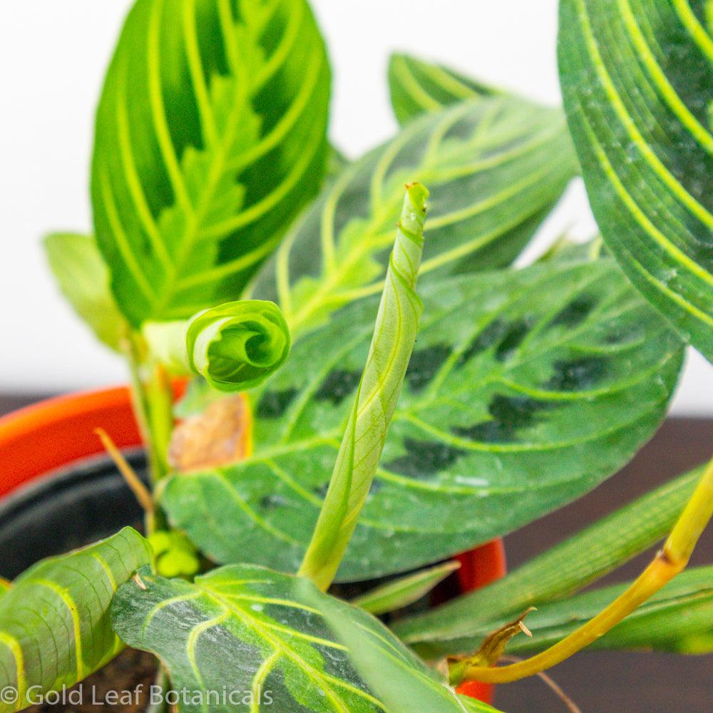 Calathea Maranta Lemon Lime Ontario Canada