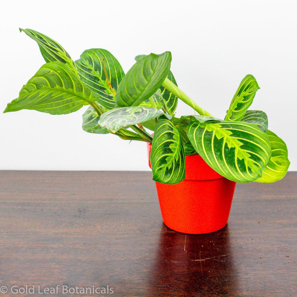 Calathea Maranta Lemon Lime Water and Sun