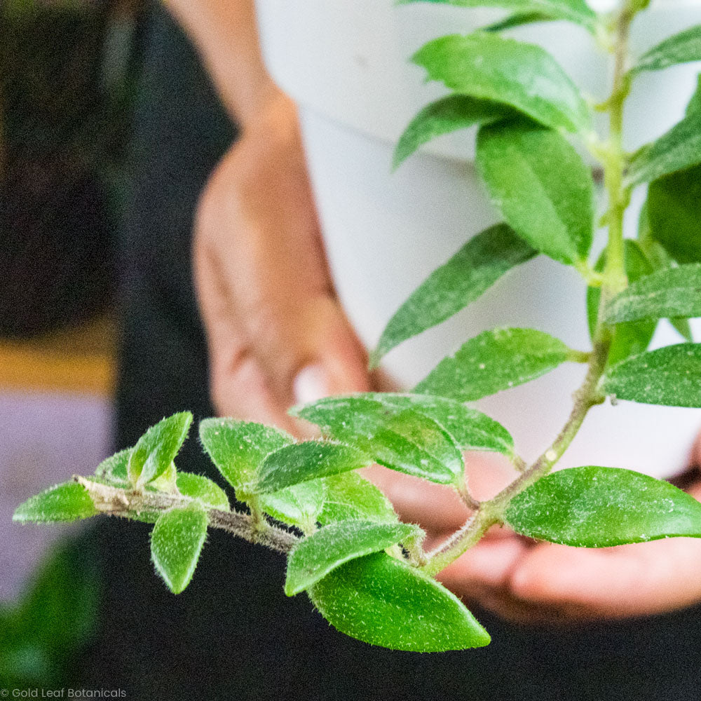 Mira Lipstick Vine Care Learn The Sun & Water and Humidity Gold Leaf Botanicals