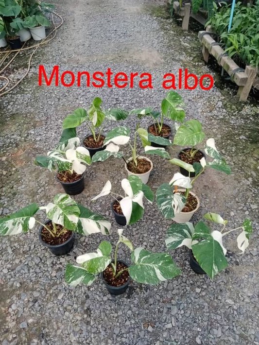 Monstera Albo For Sale, Care, Light, Sun, and Humidity