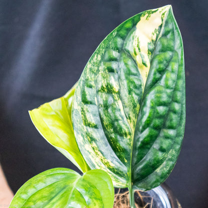 monstera peru variegated mature Monstera Peru Variegated